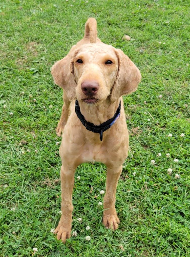 Enlarge Butch, a Adopted mixed breed in Lisbon, OH image 3/5