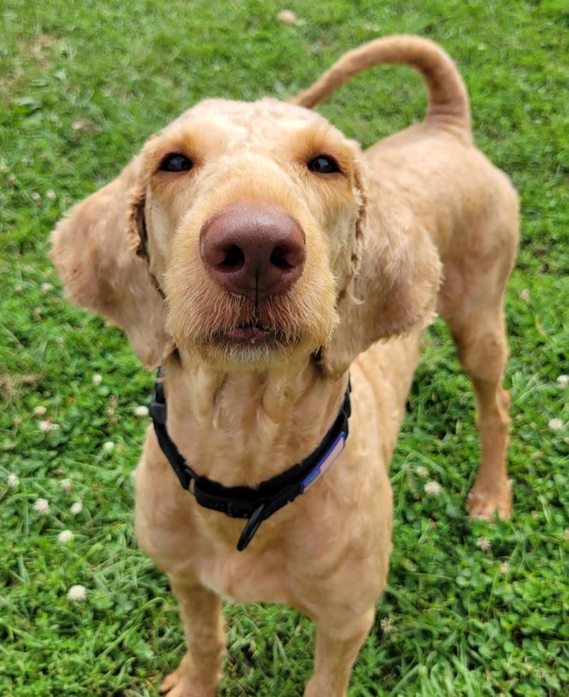 Enlarge Butch, a Adopted mixed breed in Lisbon, OH image 2/5