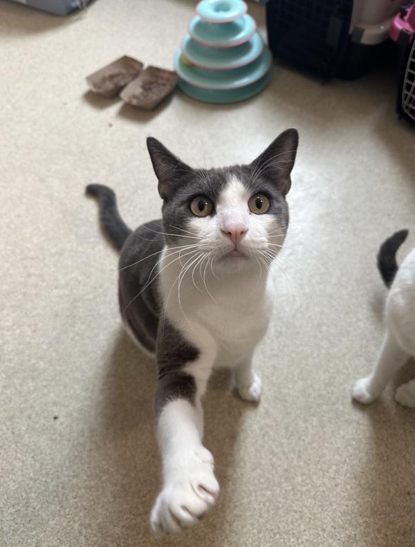 Pumpkin, Adoptable, Young Male Domestic Short Hair.