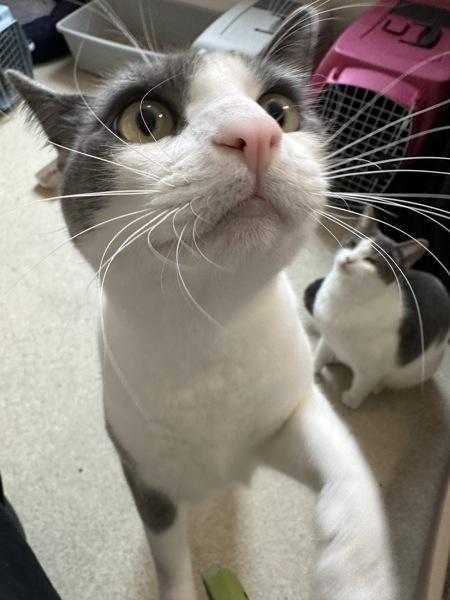 Pumpkin, a Adoptable mixed breed in Santa Rosa, CA image 2/5