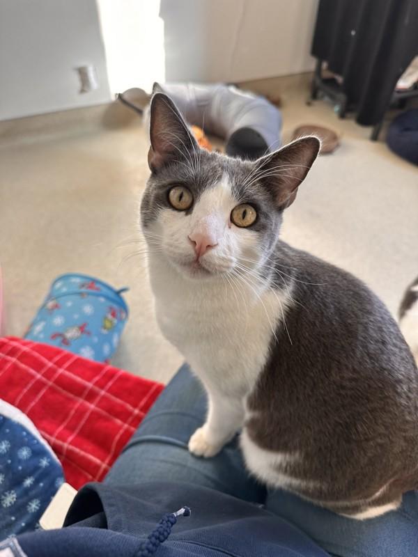 Pumpkin, a Adoptable mixed breed in Santa Rosa, CA image 4/5