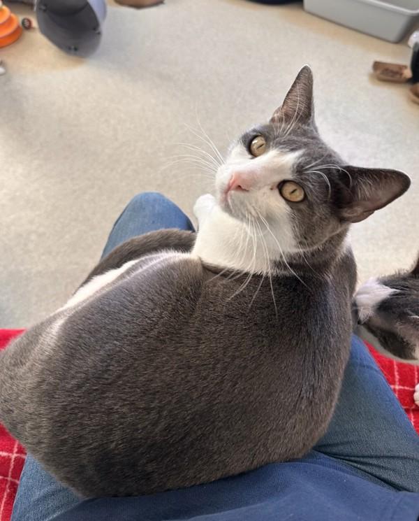 Pumpkin, a Adoptable mixed breed in Santa Rosa, CA image 5/5