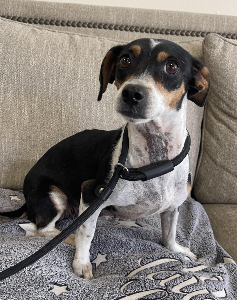 Enlarge Valyre, a Adoptable mixed breed in Thousand Oaks, CA image 1/1