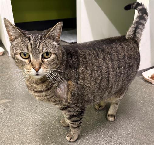 JASPER, Adoptable, Senior Male Domestic Short Hair.