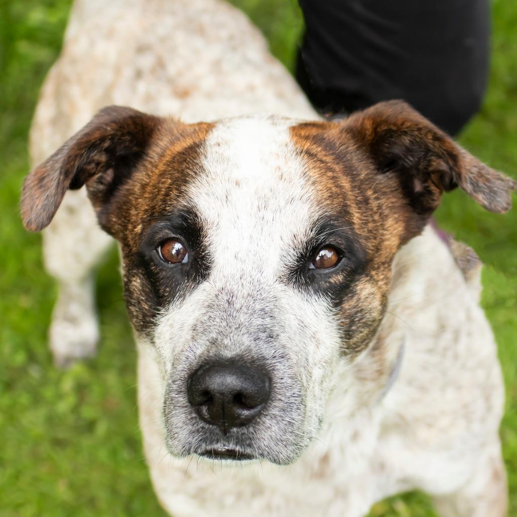 Cowboy, a Adoptable Mixed Breed in Middletown, RI image 1/6