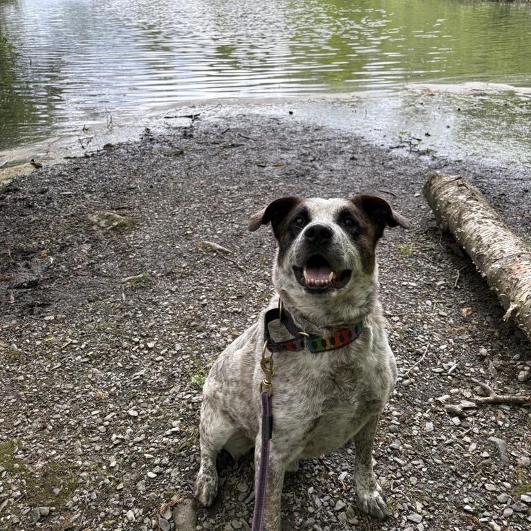 Cowboy, a Adoptable Mixed Breed in Middletown, RI image 2/6