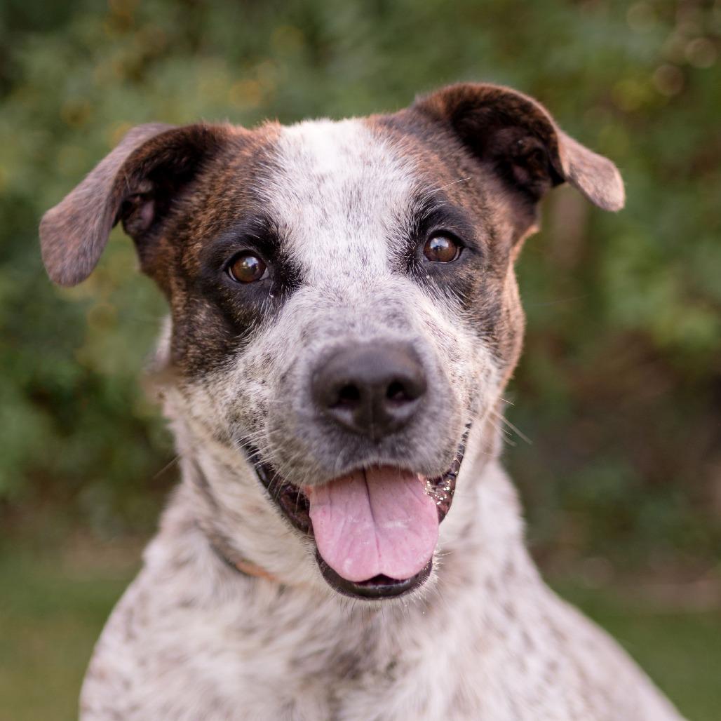 Cowboy, a Adoptable Mixed Breed in Middletown, RI image 6/6