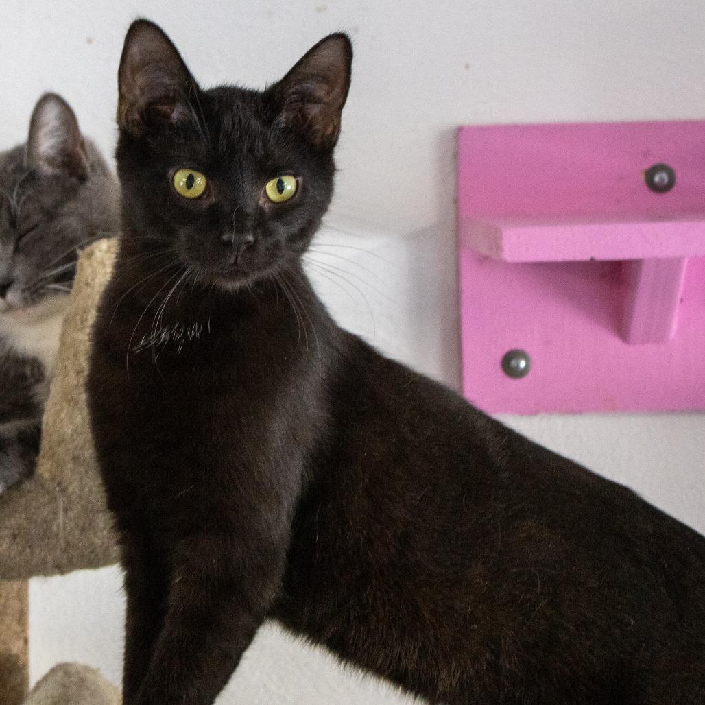 Saltine, Adoptable, Adult Male Domestic Short Hair.