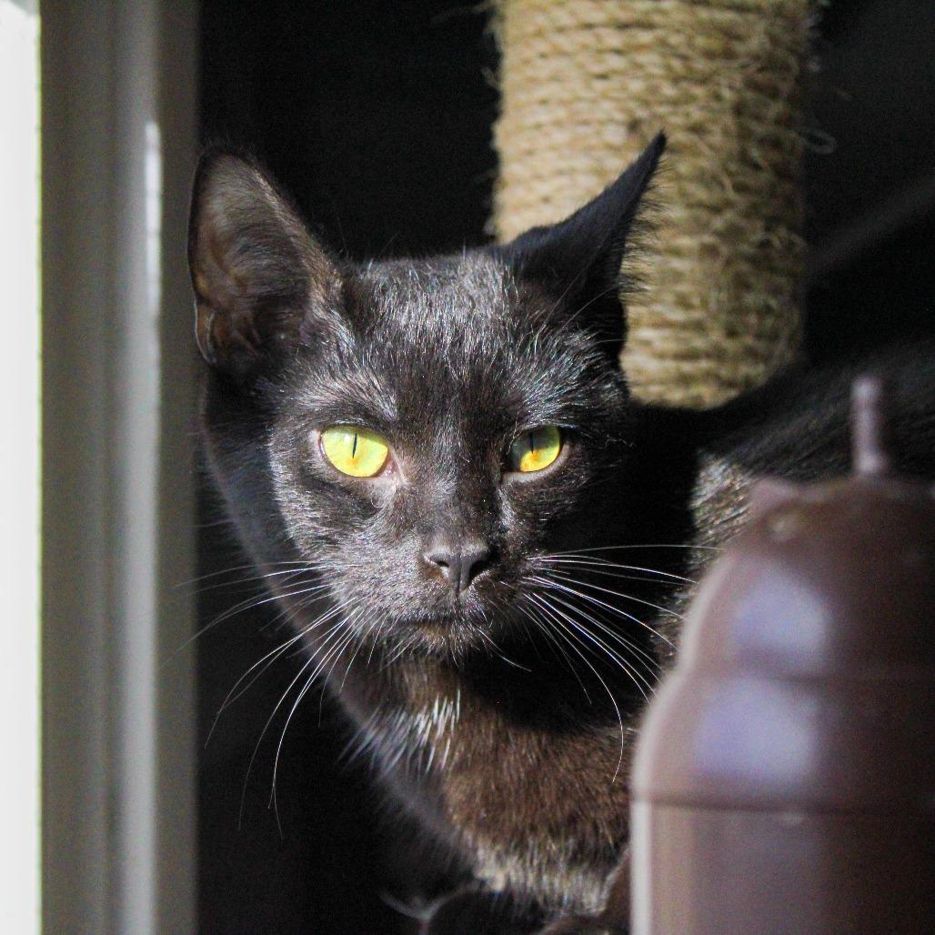 Enlarge Saltine, a Adoptable Domestic Short Hair in Pittsburgh, PA image 2/6