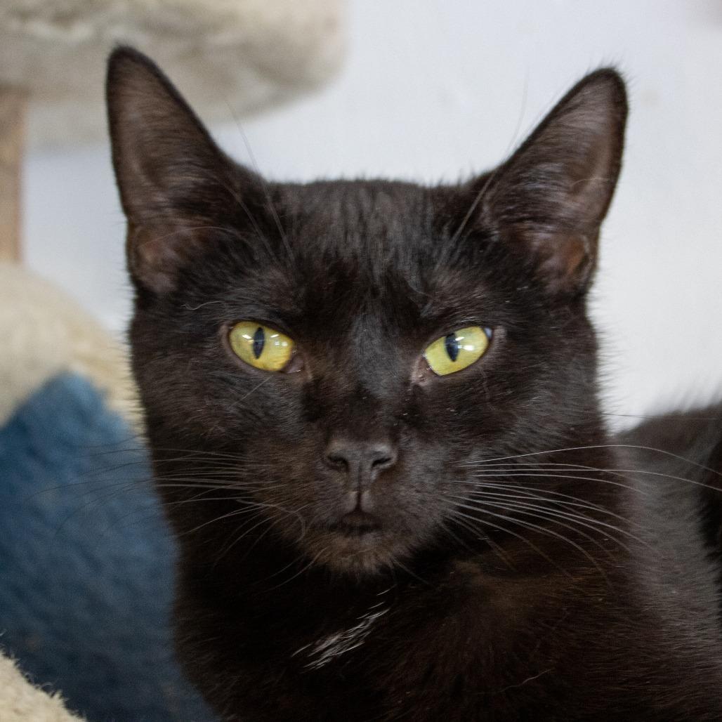 Enlarge Saltine, a Adoptable Domestic Short Hair in Pittsburgh, PA image 3/6