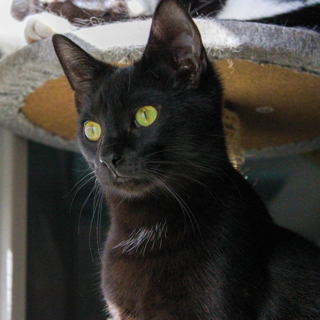 Enlarge Saltine, a Adoptable Domestic Short Hair in Pittsburgh, PA image 4/6