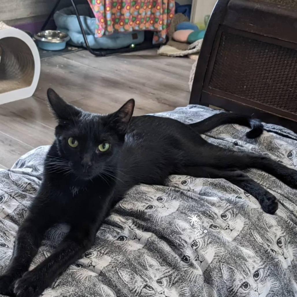 Enlarge Saltine, a Adoptable Domestic Short Hair in Pittsburgh, PA image 5/6