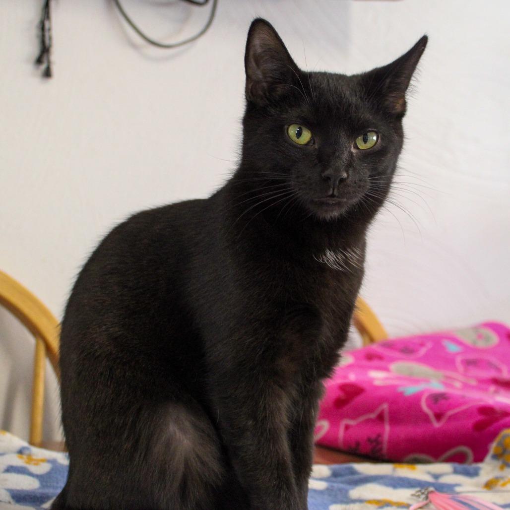 Enlarge Saltine, a Adoptable Domestic Short Hair in Pittsburgh, PA image 6/6