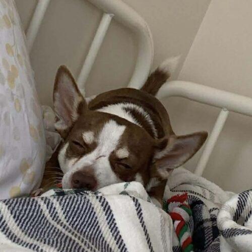 Frankie, a Adoptable Chihuahua in Sanford, NC image 4/5