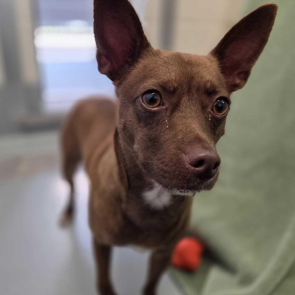 Nugget, a Adoptable mixed breed in Beaumont, TX image 1/2
