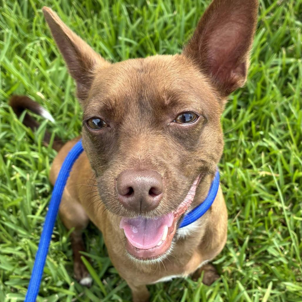 Nugget, a Adoptable mixed breed in Beaumont, TX image 2/2