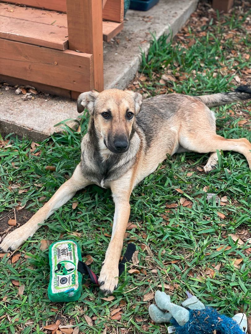 Antigua, Adopted, Young Female Mountain Cur & German Shepherd Dog.