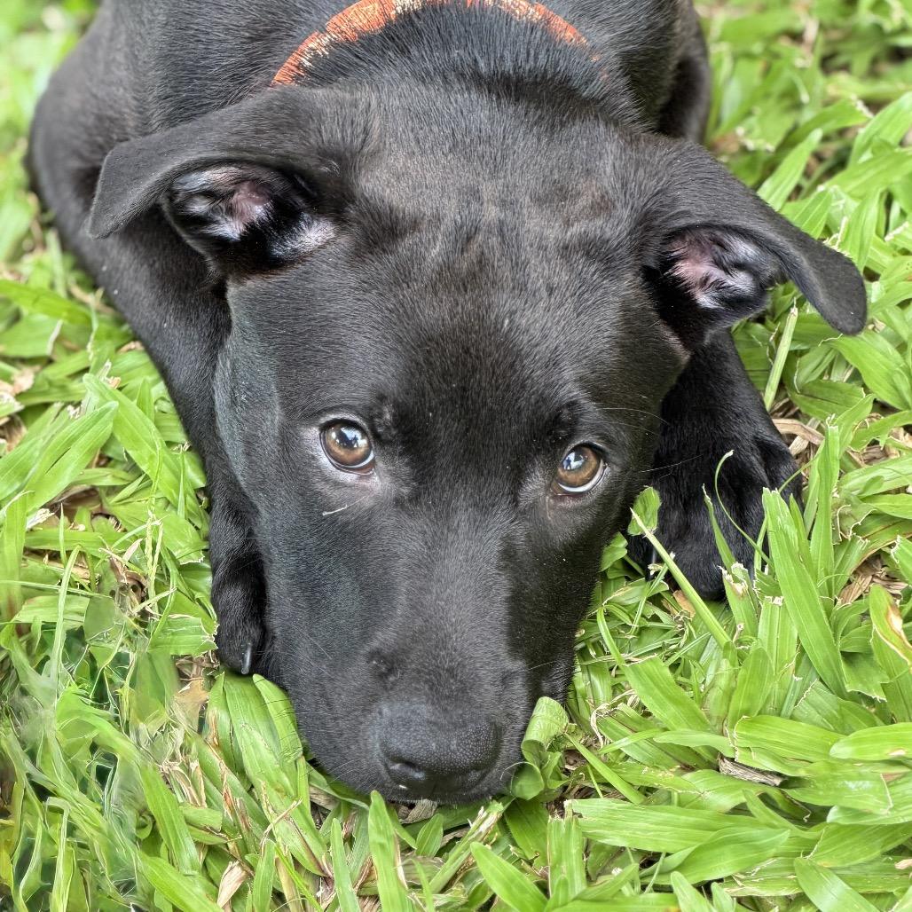 Hala, Adoptable, Puppy Male Mixed Breed.