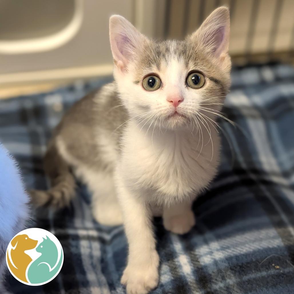 Jynxie, Adoptable, Kitten Female Domestic Short Hair.