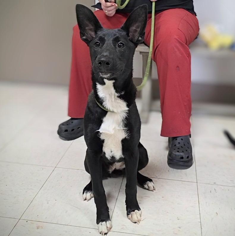 Tamera, Adoptable, Puppy Female Mixed Breed.
