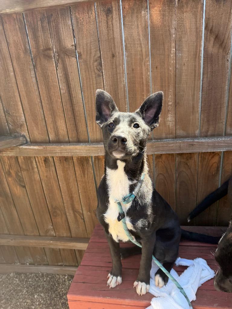 Enlarge Tamera, a Adoptable Mixed Breed in New Manchester, WV image 2/6