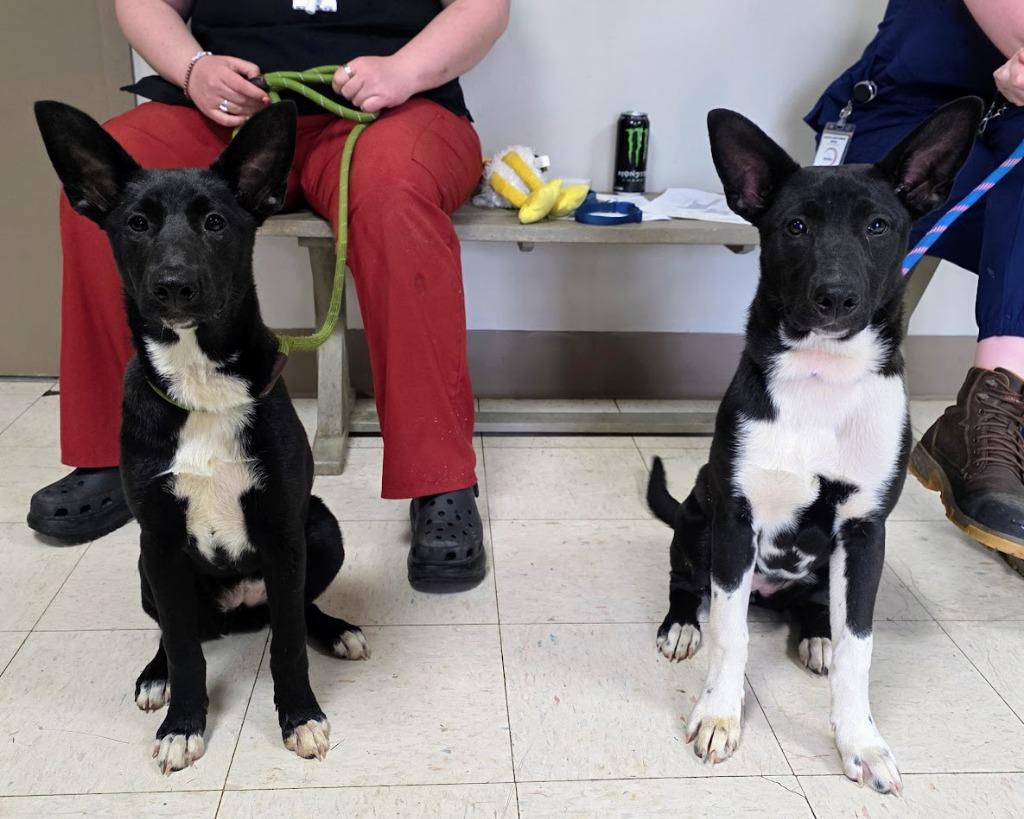Enlarge Tamera, a Adoptable Mixed Breed in New Manchester, WV image 4/6