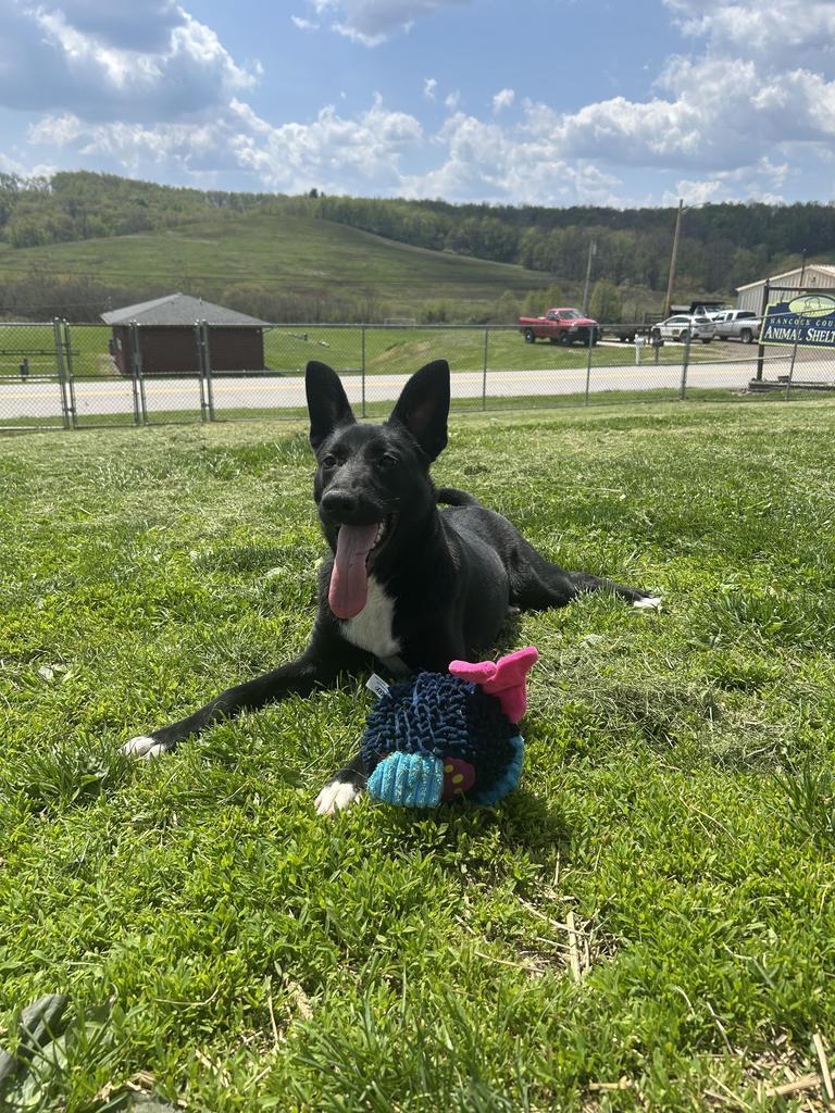 Enlarge Tamera, a Adoptable Mixed Breed in New Manchester, WV image 5/6