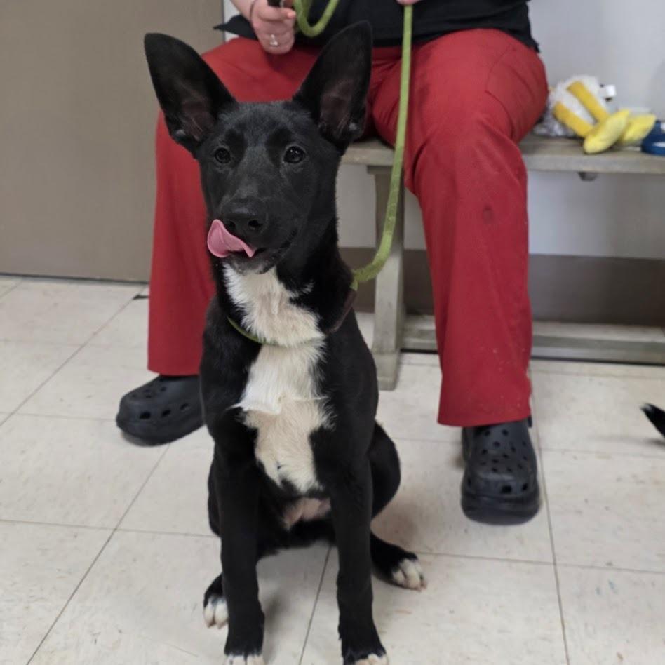 Enlarge Tamera, a Adoptable Mixed Breed in New Manchester, WV image 6/6