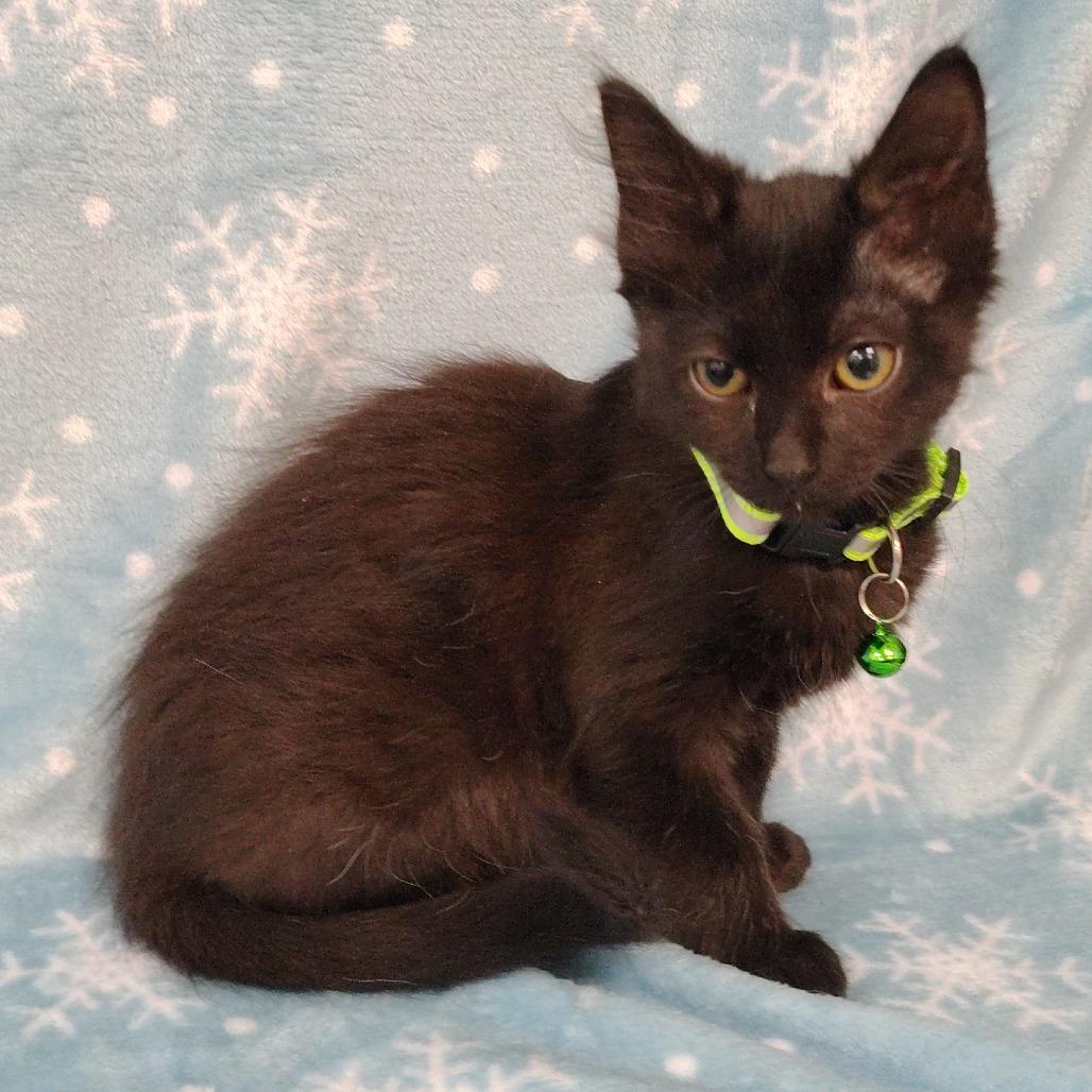 Enlarge Buttons, a Adoptable Domestic Short Hair in Coos Bay, OR image 1/3