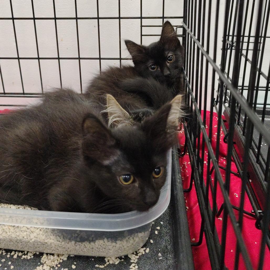 Enlarge Buttons, a Adoptable Domestic Short Hair in Coos Bay, OR image 2/3