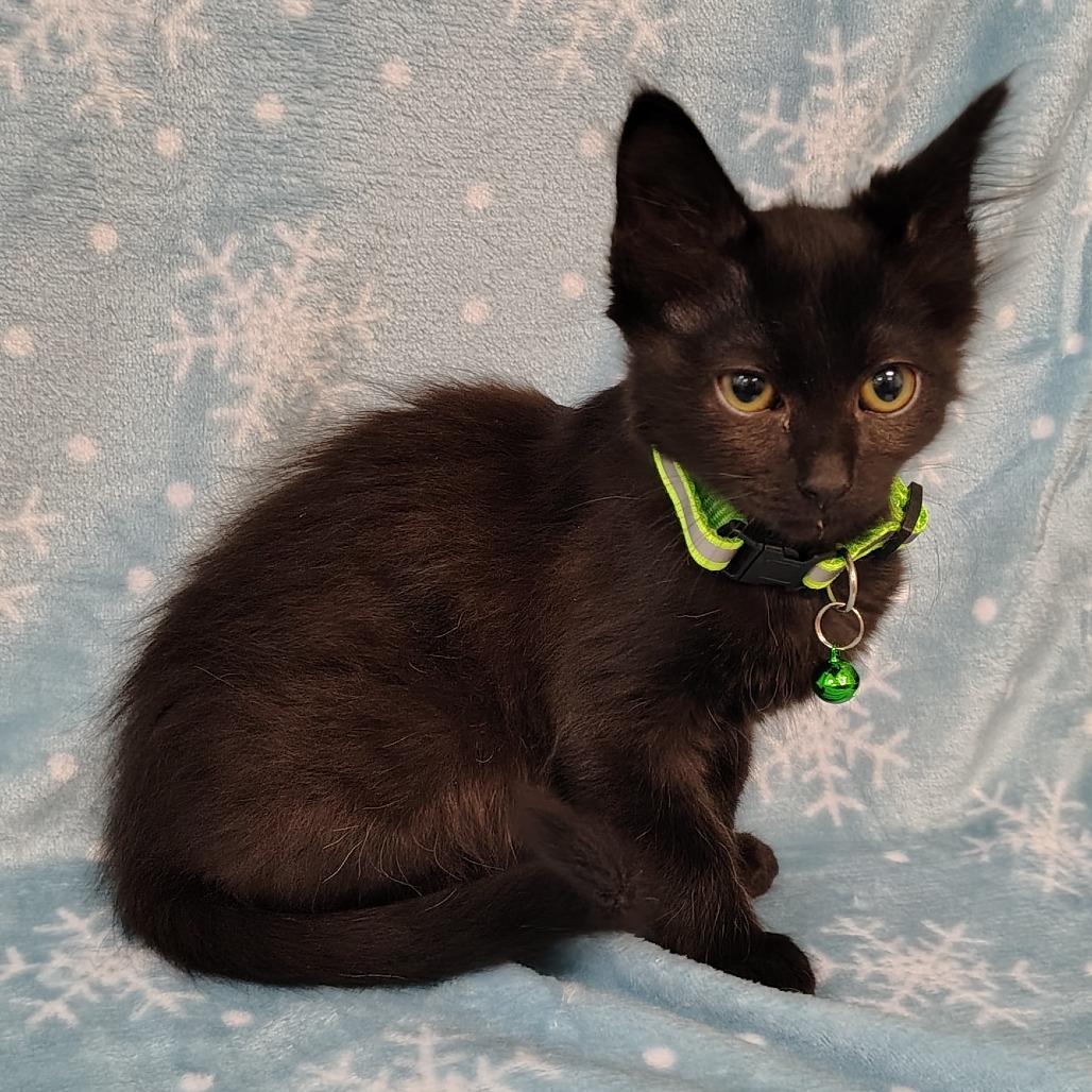 Enlarge Buttons, a Adoptable Domestic Short Hair in Coos Bay, OR image 3/3