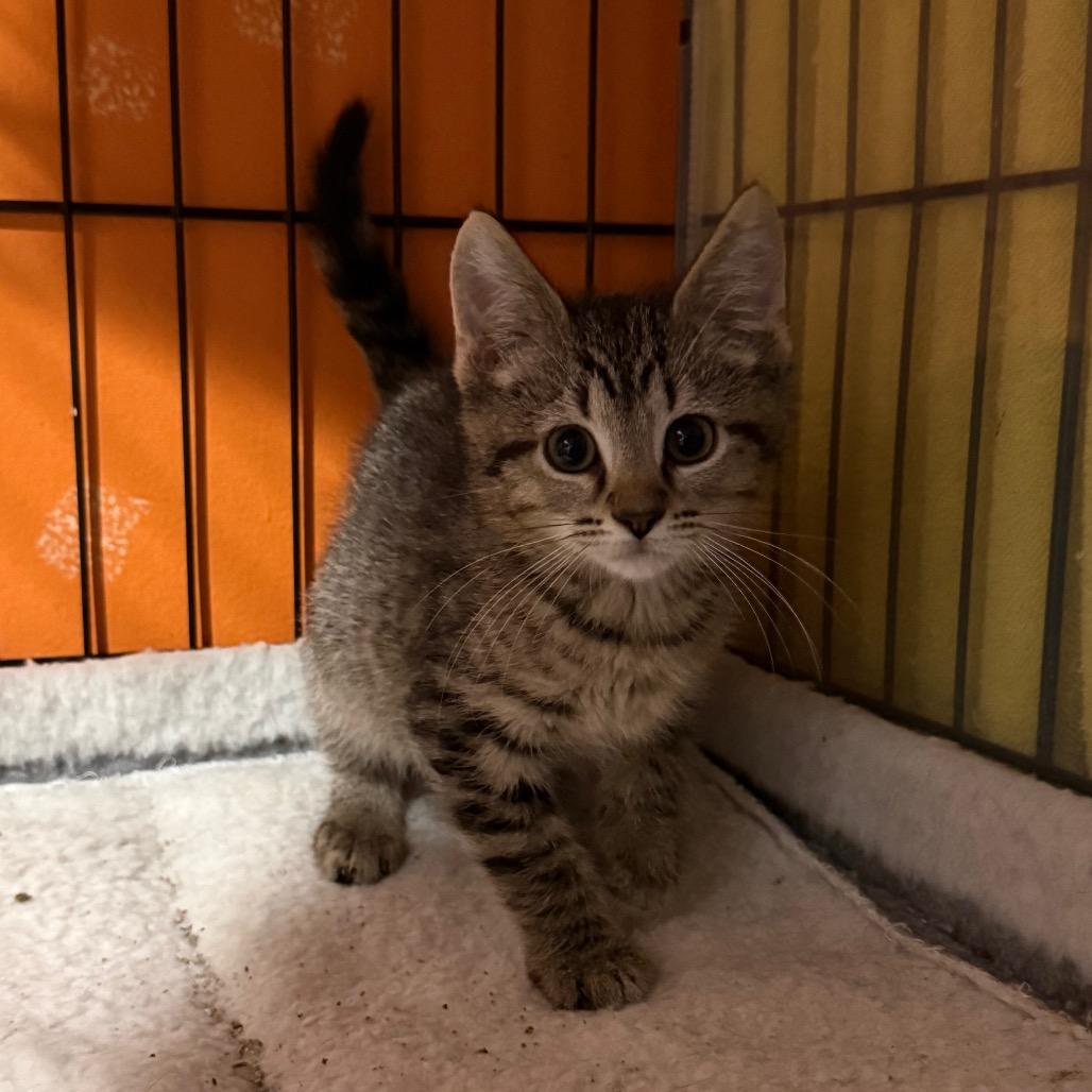 Enlarge Dare, a Adoptable Domestic Short Hair in Kansas City, MO image 1/1