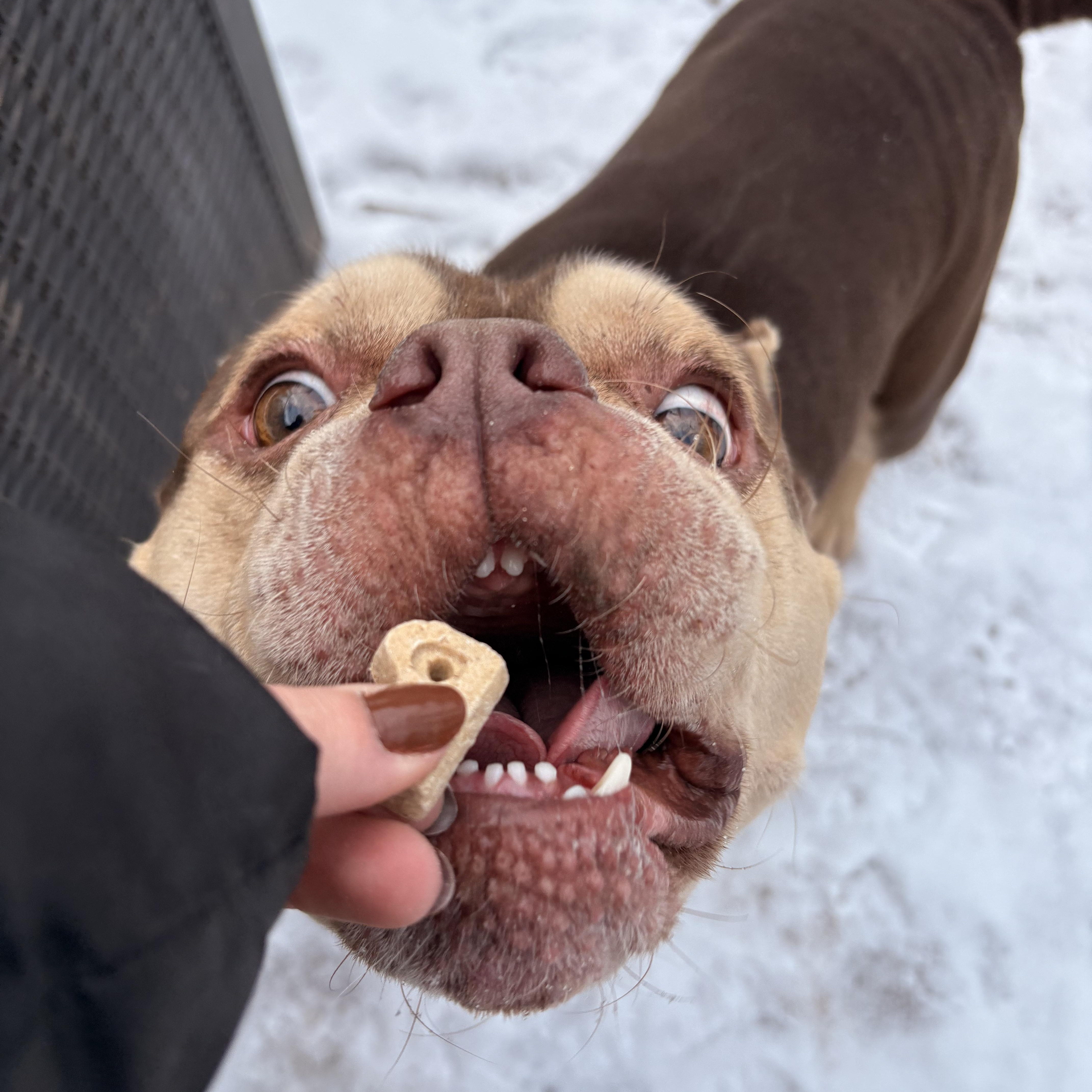 Enlarge Spike, an adopted mixed breed in White Oak, PA image 3/6