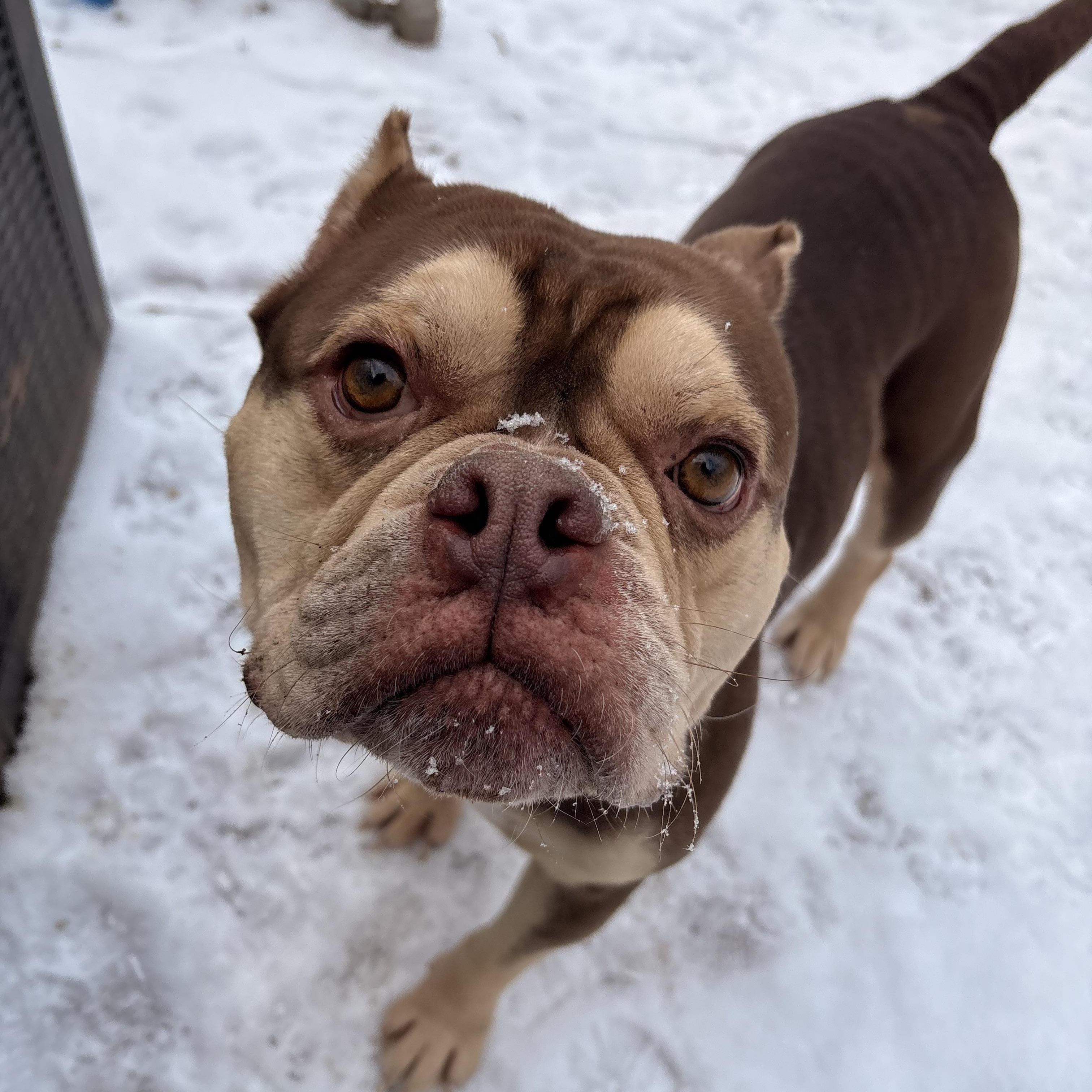 Enlarge Spike, an adopted mixed breed in White Oak, PA image 1/6