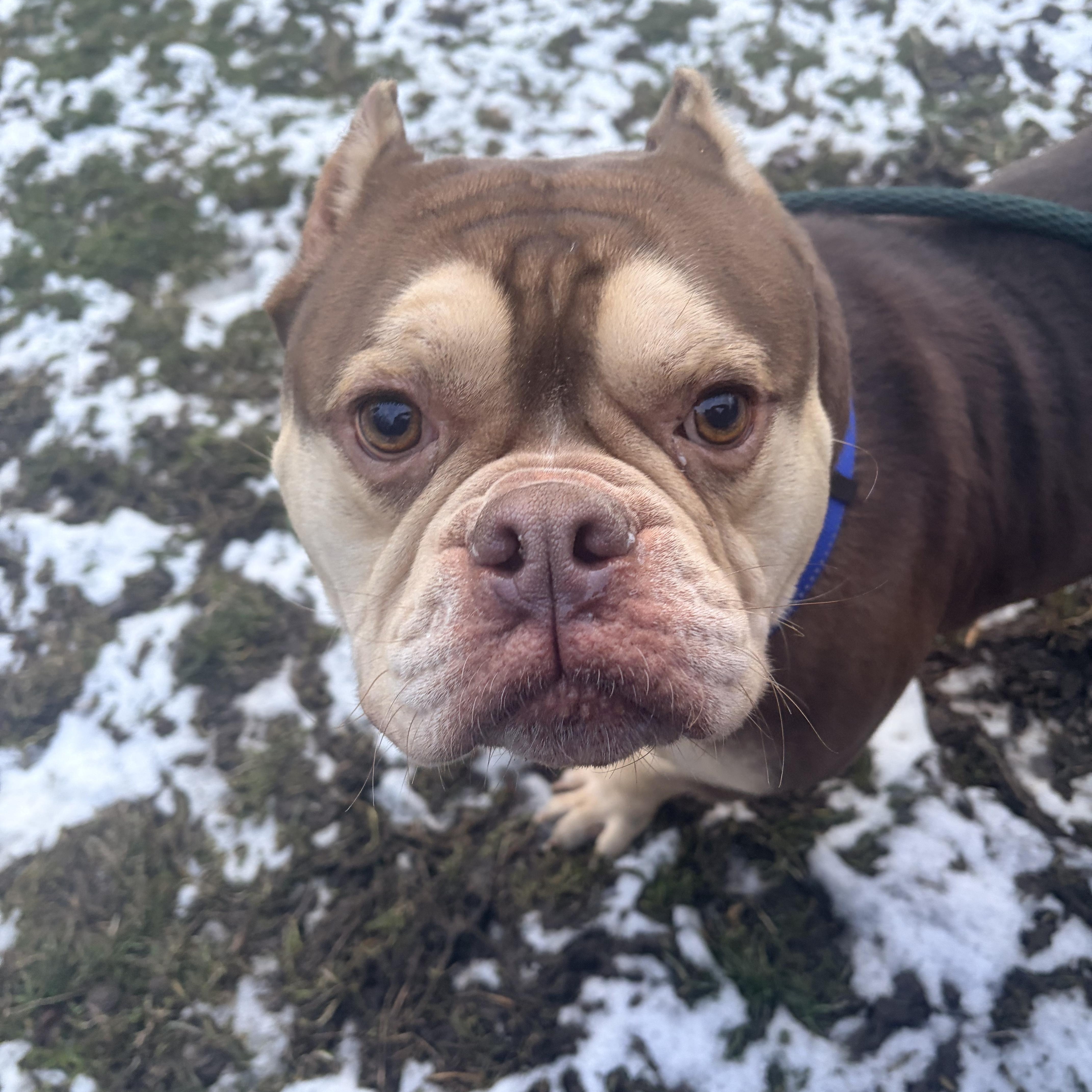 Enlarge Spike, an adopted mixed breed in White Oak, PA image 2/6