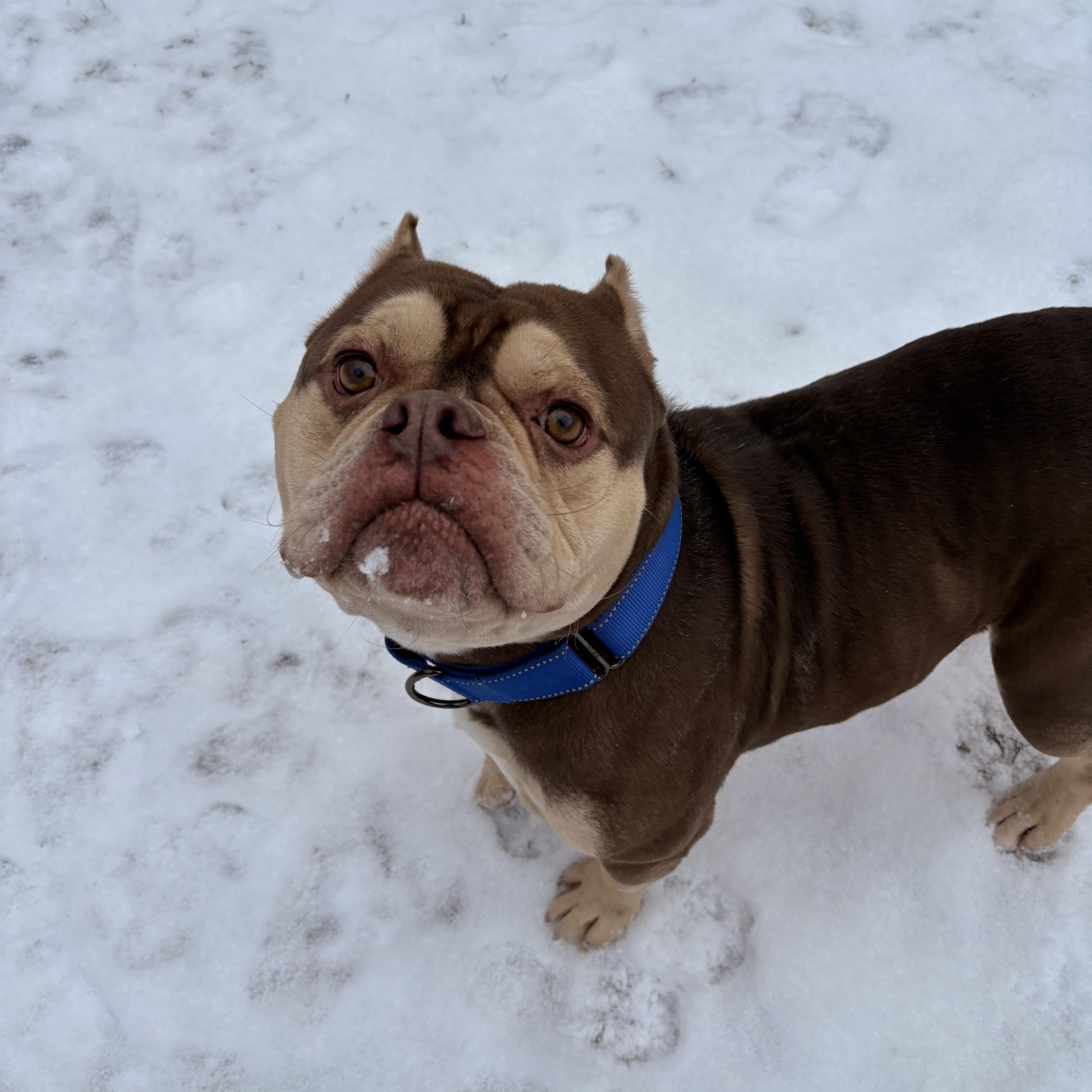 Enlarge Spike, an adopted mixed breed in White Oak, PA image 4/6