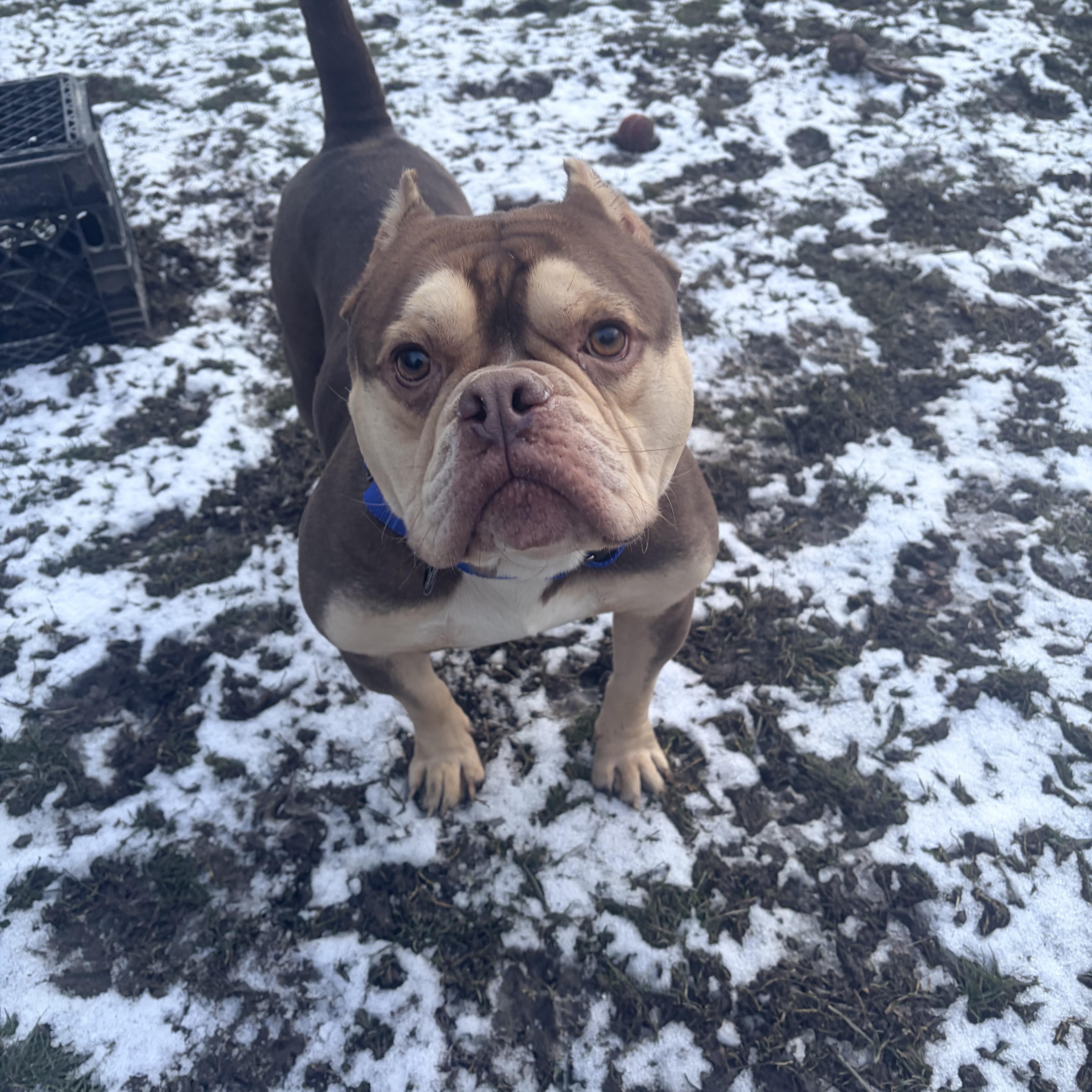 Enlarge Spike, an adopted mixed breed in White Oak, PA image 5/6