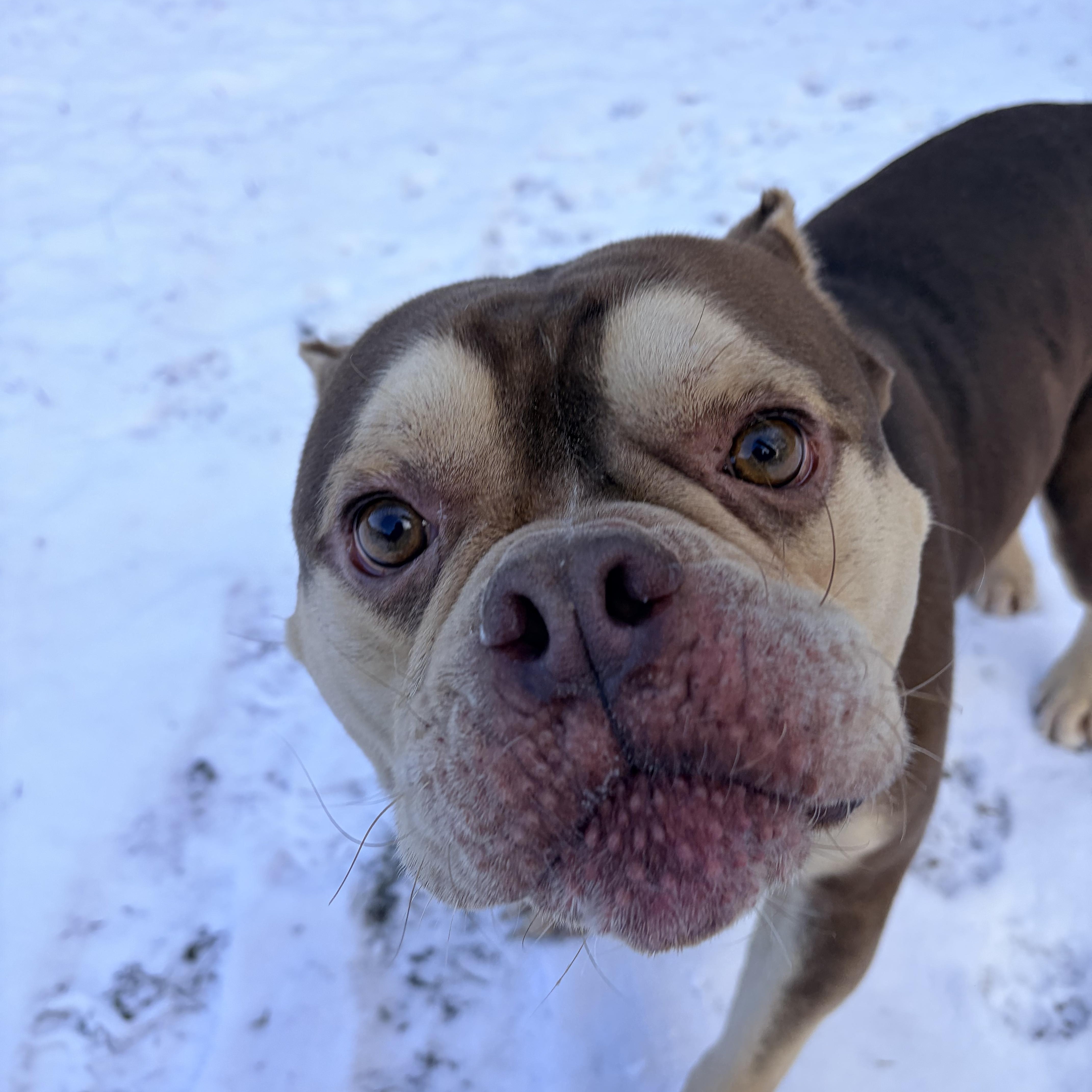 Enlarge Spike, an adopted mixed breed in White Oak, PA image 6/6