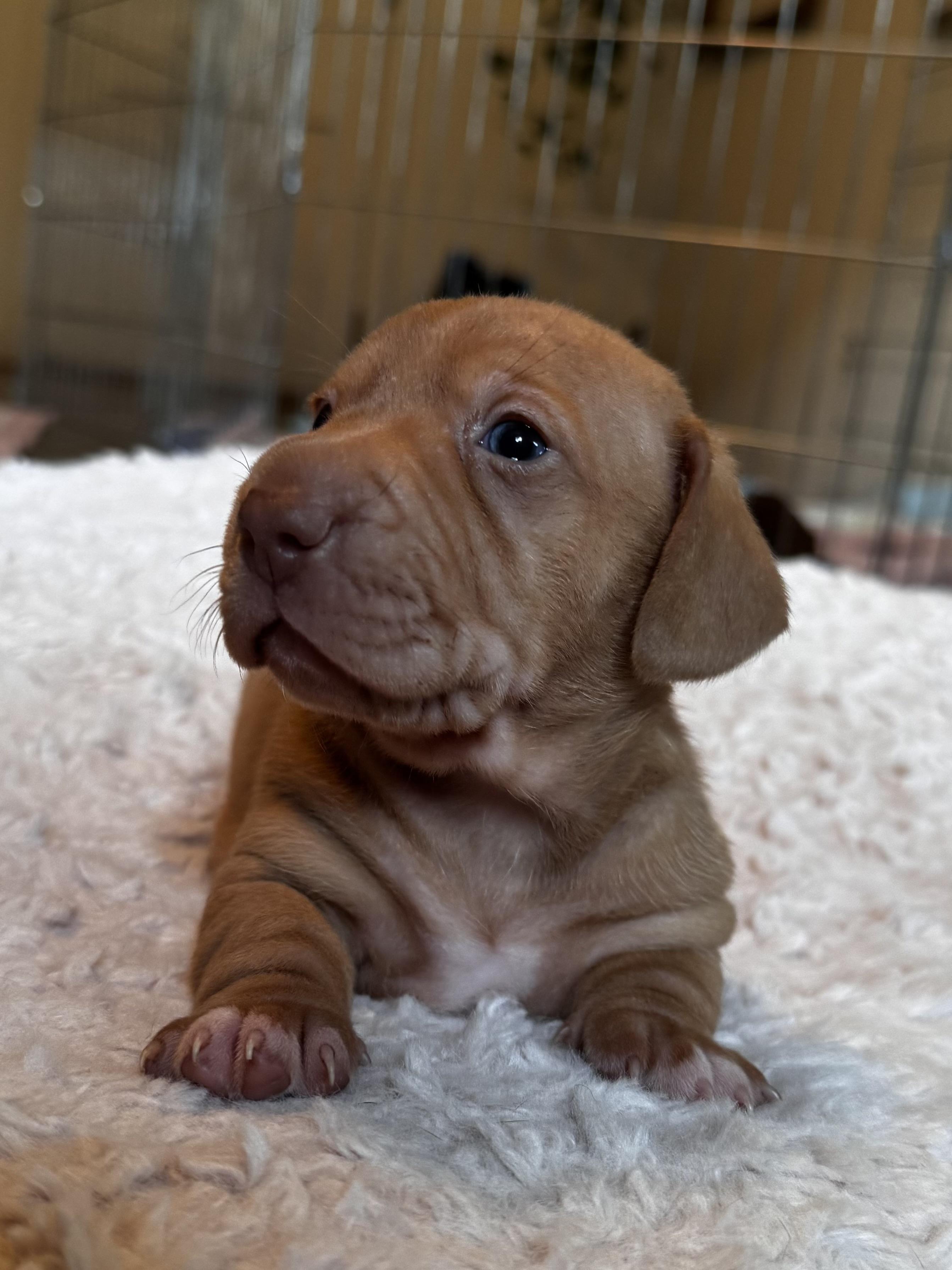 Enlarge Peppermint, a Adoptable mixed breed in Oakland, CA image 3/6