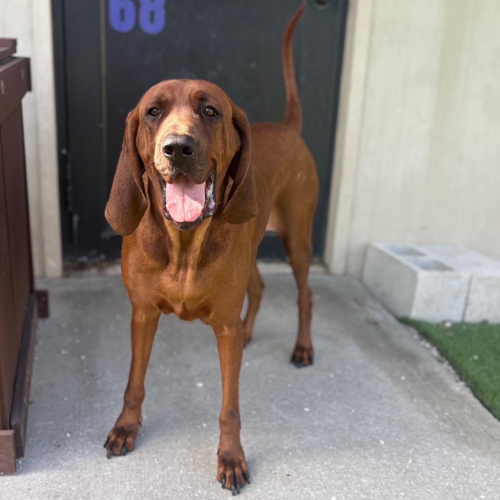 Sienna AKA Molly 3620, Adoptable, Adult Female Redbone Coonhound.