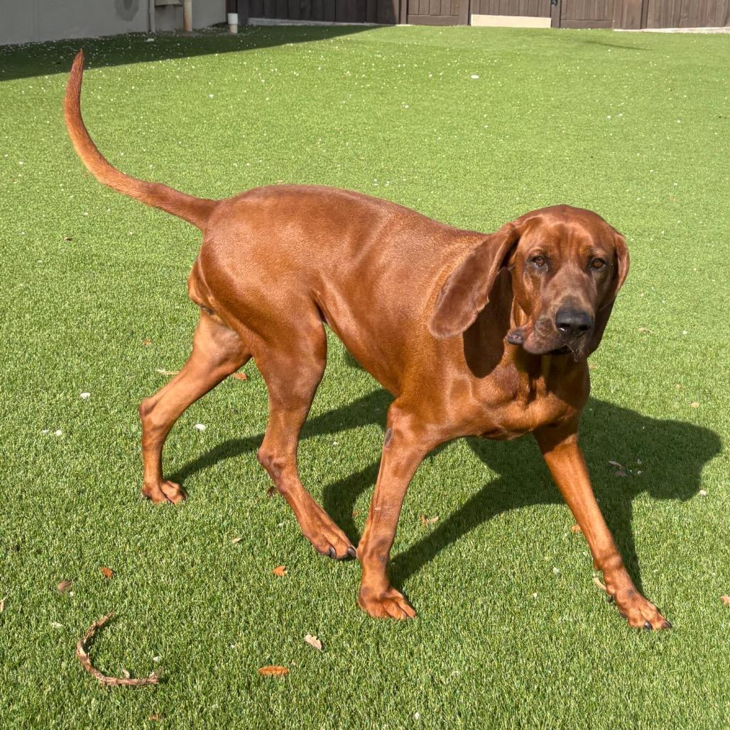 Enlarge Sienna AKA Molly 3620, a Adoptable Redbone Coonhound in LOXAHATCHEE, FL image 2/6
