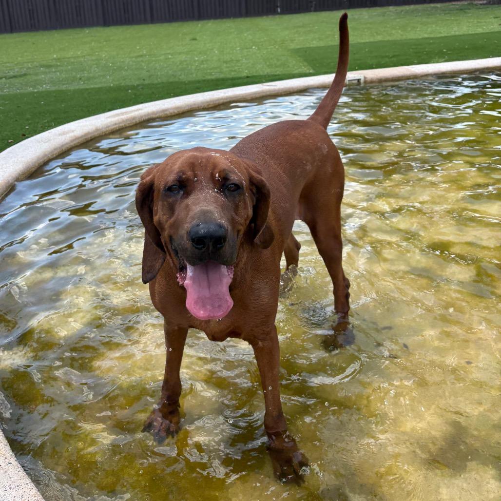 Enlarge Sienna AKA Molly 3620, a Adoptable Redbone Coonhound in LOXAHATCHEE, FL image 3/6