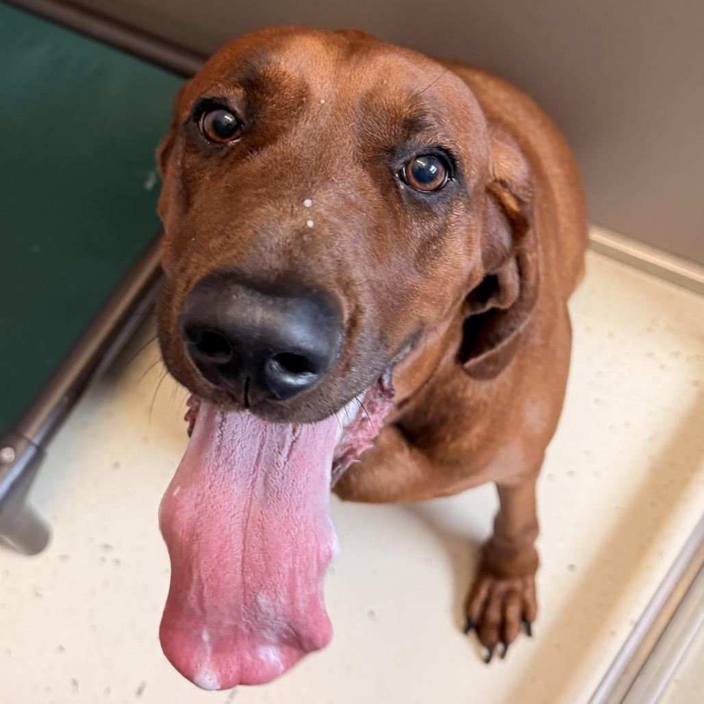 Enlarge Sienna AKA Molly 3620, a Adoptable Redbone Coonhound in LOXAHATCHEE, FL image 4/6