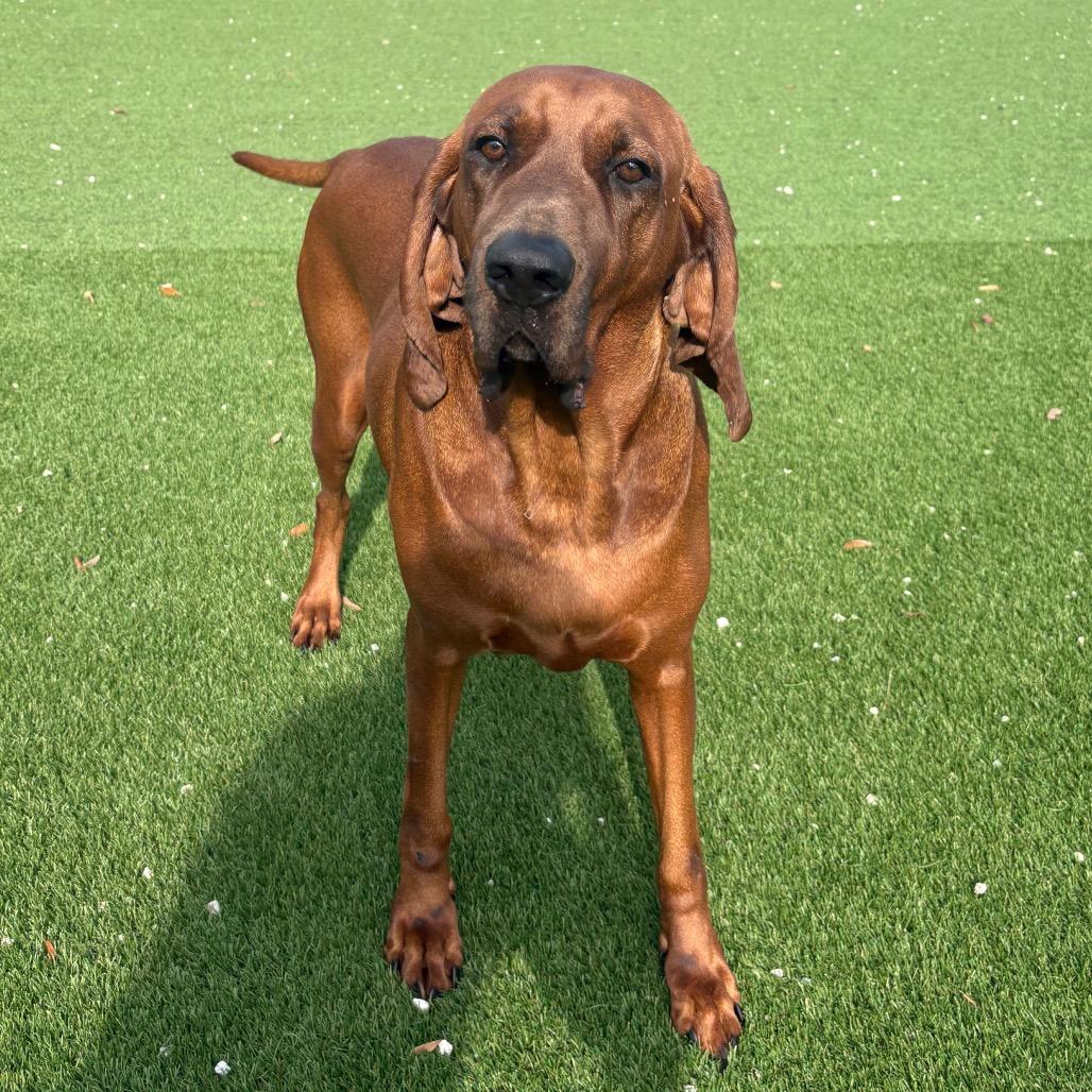 Enlarge Sienna AKA Molly 3620, a Adoptable Redbone Coonhound in LOXAHATCHEE, FL image 5/6