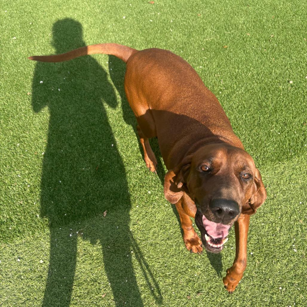 Enlarge Sienna AKA Molly 3620, a Adoptable Redbone Coonhound in LOXAHATCHEE, FL image 6/6