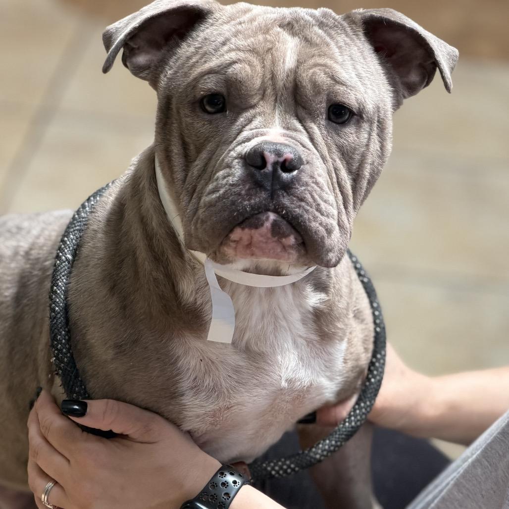 Enlarge Willie, a Adoptable English Bulldog in Columbus, GA image 1/1