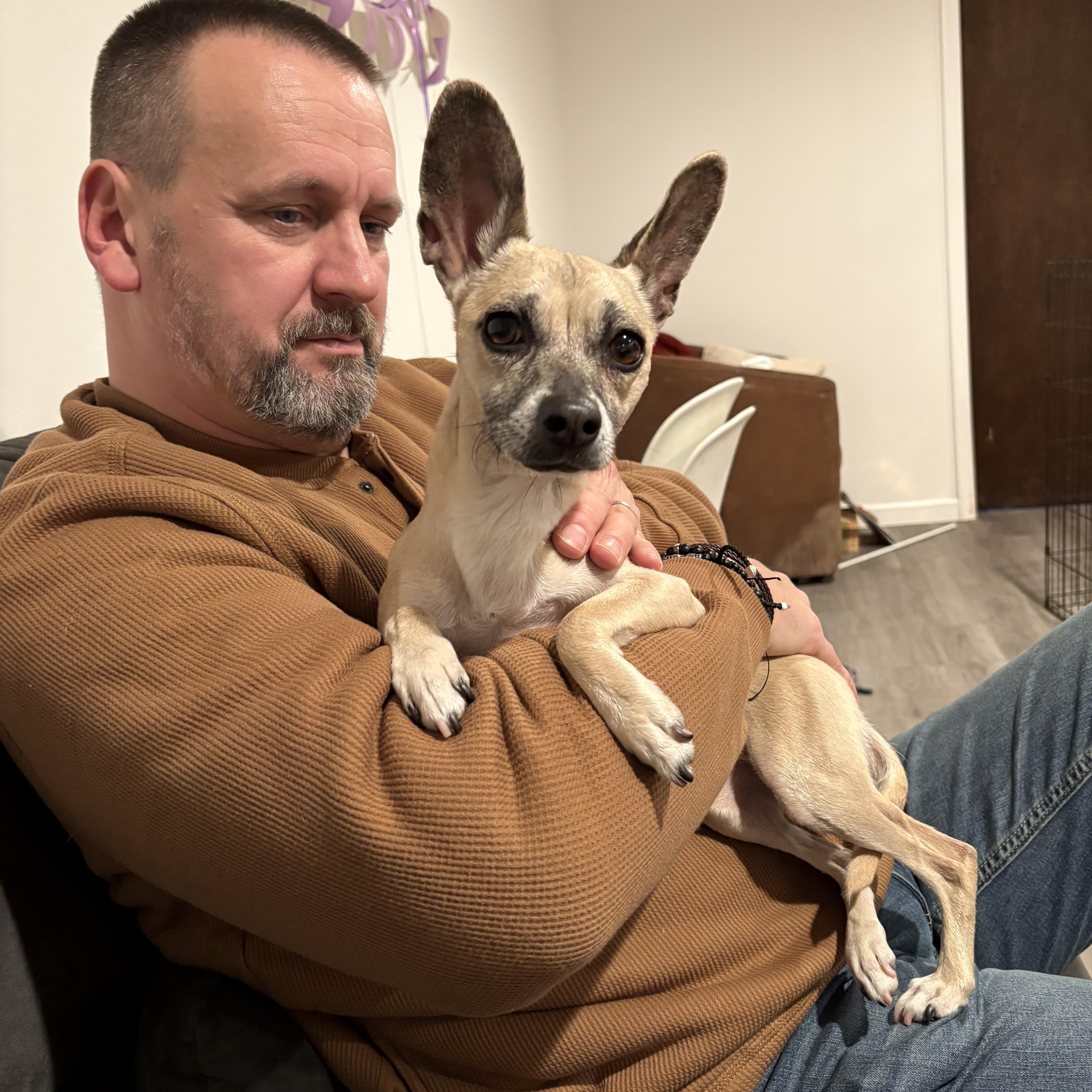 Enlarge Diva, an adopted mixed breed in Nanuet, NY image 5/6