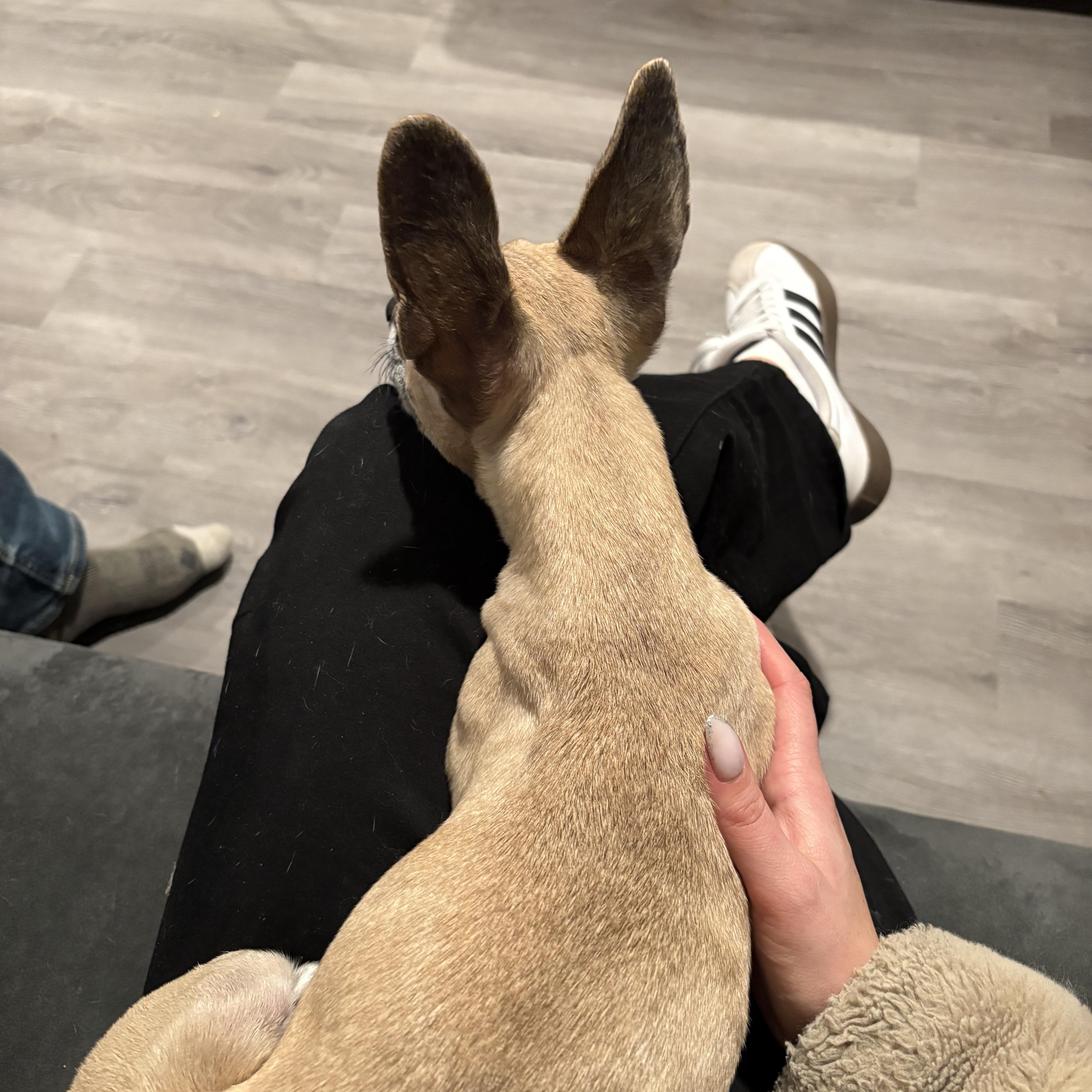 Enlarge Diva, an adopted mixed breed in Nanuet, NY image 2/6