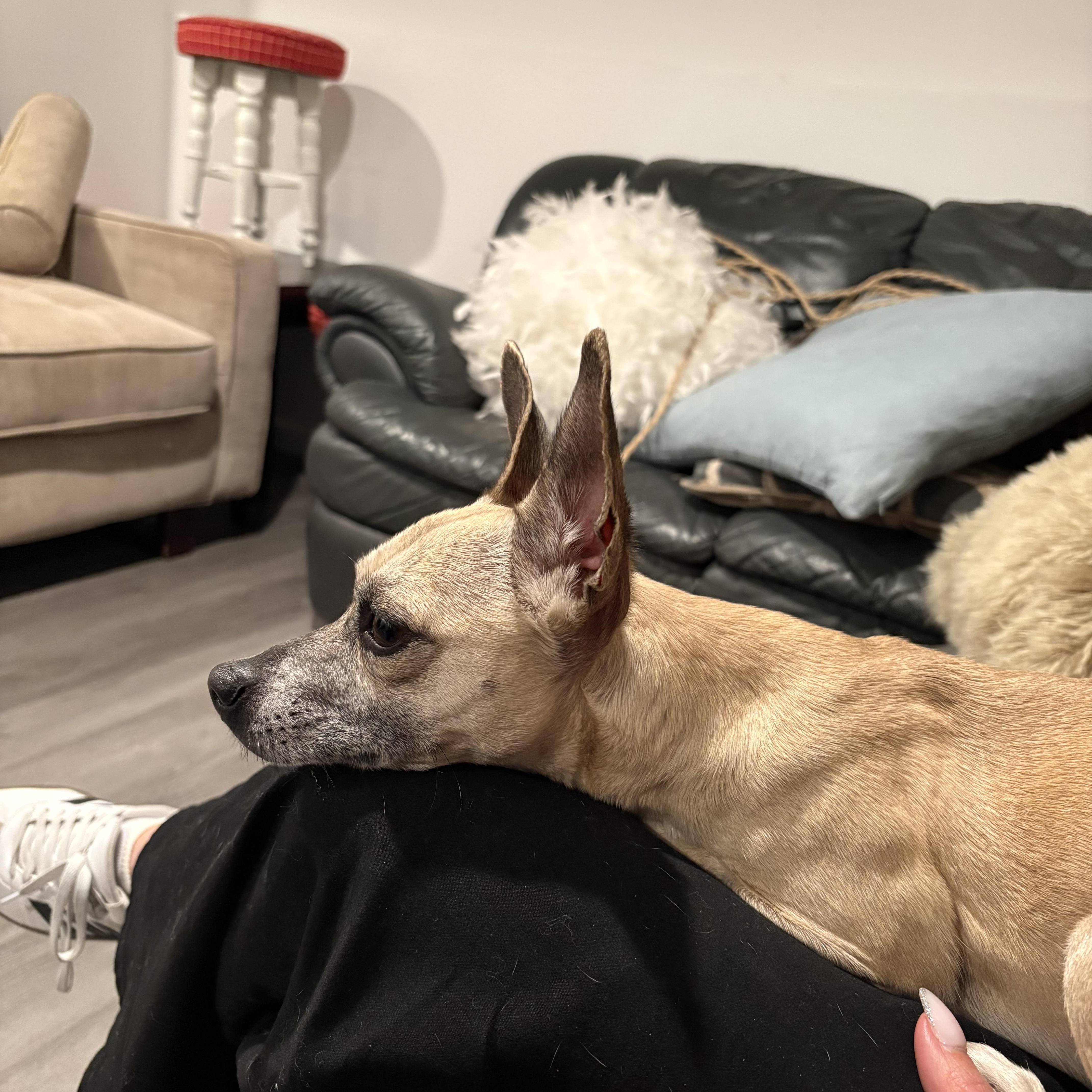 Enlarge Diva, an adopted mixed breed in Nanuet, NY image 3/6