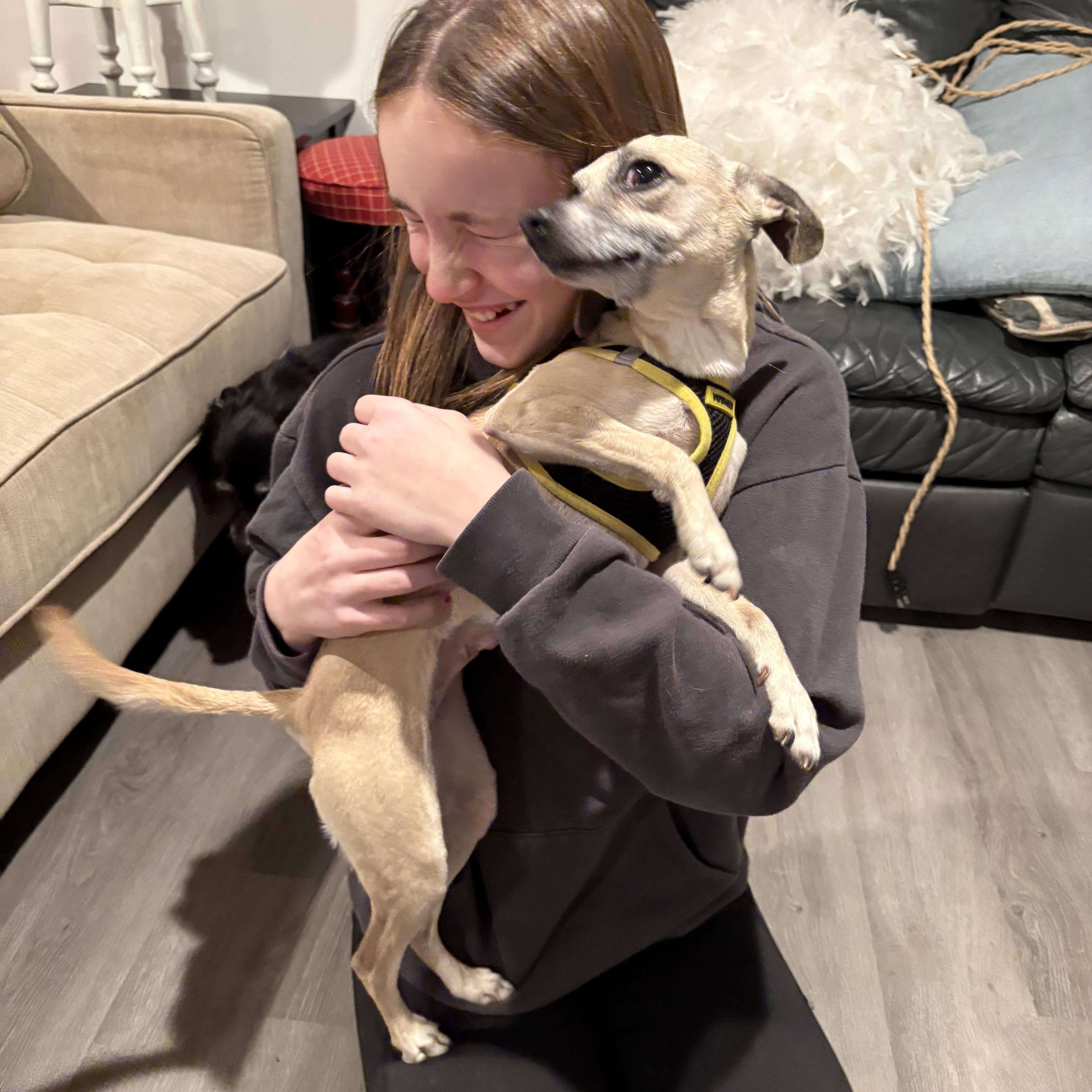 Enlarge Diva, an adopted mixed breed in Nanuet, NY image 4/6